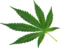 cannabis, weed, marijuana-6529710.jpg